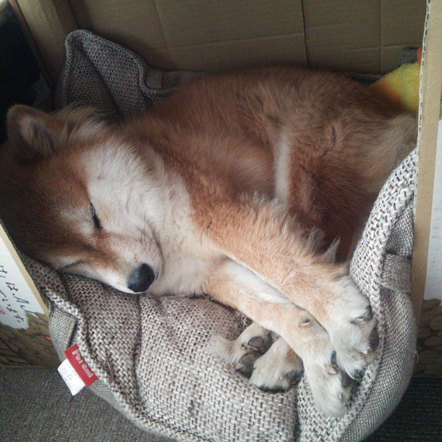 仰泳赛道荷兰强将稳定晋级，仰泳冠军的慢动作视频