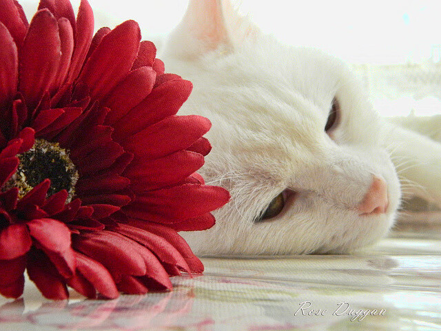 威尔士青年球员涌现，谁将成为橄榄球未来的明星？，威尔士球星是谁